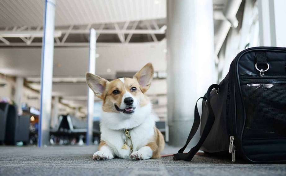 Review Chi Tiết: Nhà Xe Có Nhận Gửi Thú Cưng Sài Gòn - Nha Trang Không? Giải Mã Chính Sách "Pet-Friendly" Của Bình Minh Tải